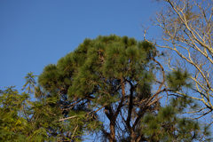 Pinus elliottii