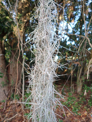 Tillandsia usneoides
