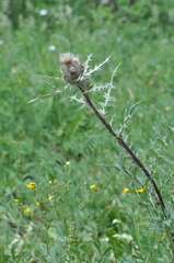 Cirsium osterhoutii