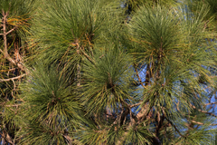 Pinus elliottii