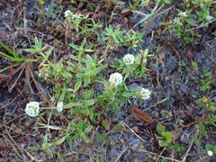 Spermacoce verticillata