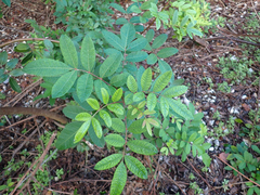 Schinus terebinthifolia