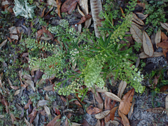 Lepidium virginicum