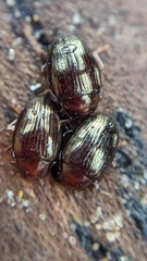Scaphidema metallicum