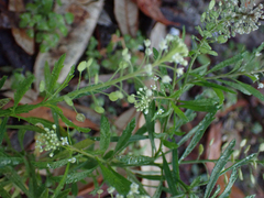Lepidium virginicum
