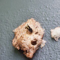 Anthidium
