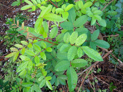 Schinus terebinthifolia