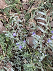 Evolvulus nuttallianus