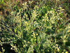 Raphanus raphanistrum