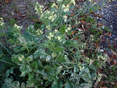 Raphanus raphanistrum