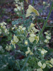 Raphanus raphanistrum