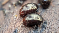 Scaphidema metallicum