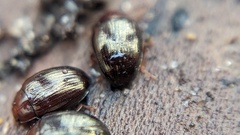 Scaphidema metallicum