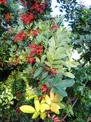 Schinus terebinthifolia