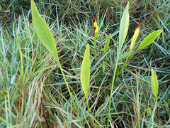 Sagittaria lancifolia