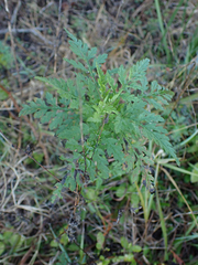 Ambrosia artemisiifolia