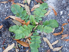 Raphanus raphanistrum