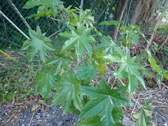 Ricinus communis