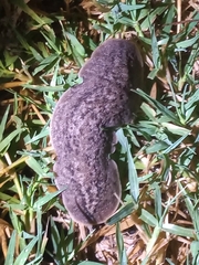 Phyllocaulis soleiformis