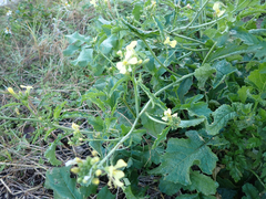 Raphanus raphanistrum