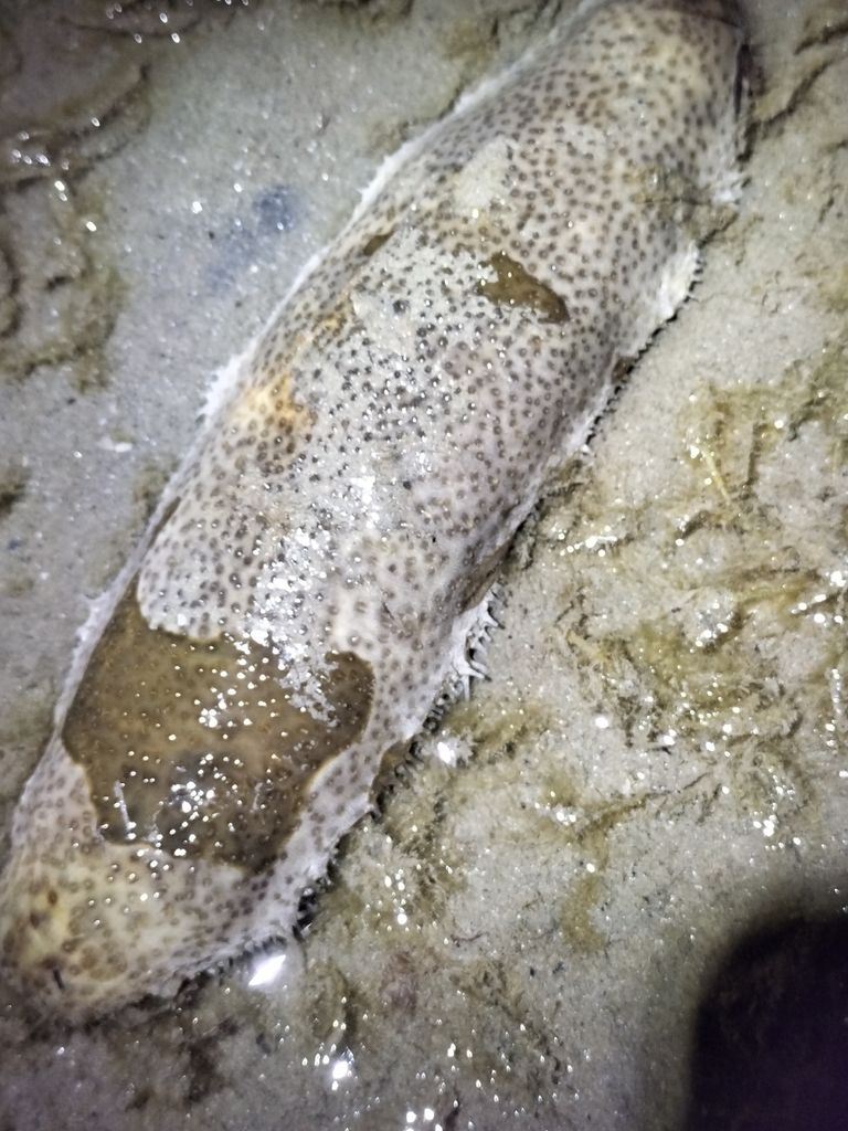 Brown Sandfish