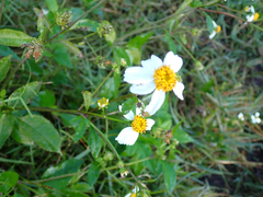 Bidens alba