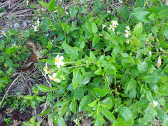Bidens alba
