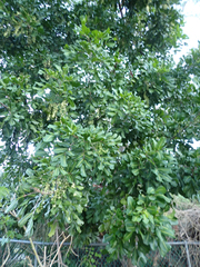 Cupaniopsis anacardioides