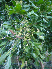 Cupaniopsis anacardioides