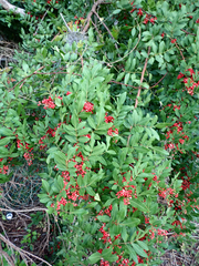 Schinus terebinthifolia