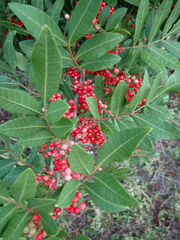 Schinus terebinthifolia