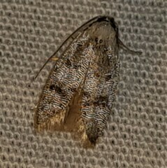 Scatochresis innumera