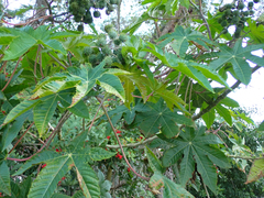 Ricinus communis