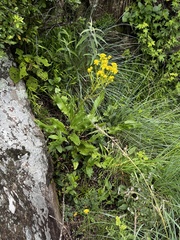 Senecioninae
