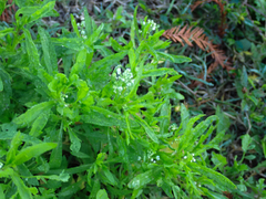 Lepidium virginicum