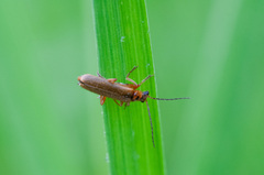 Cantharis