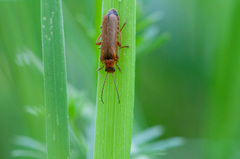 Cantharis