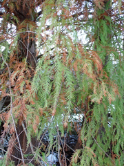 Taxodium distichum