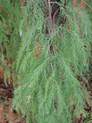 Taxodium distichum