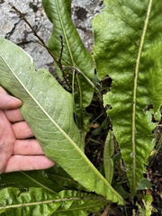 Senecioninae