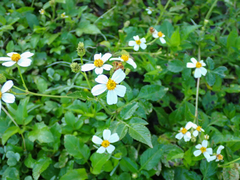 Bidens alba