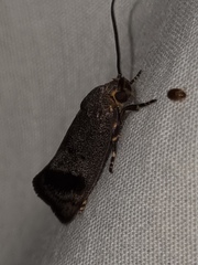 Pycnocera hypoxantha