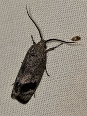 Pycnocera hypoxantha