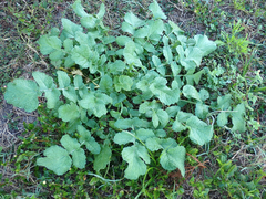 Raphanus raphanistrum