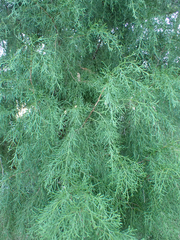 Juniperus virginiana