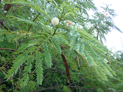 Leucaena leucocephala