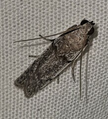 Cryptoblabes hemigypsa