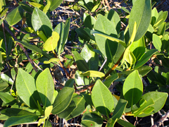 Rhizophora mangle