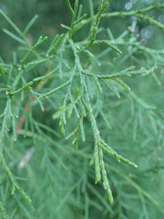 Juniperus virginiana