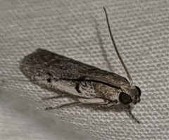 Cryptoblabes hemigypsa